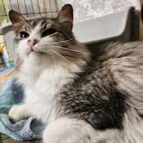 Thumbnail photo of Houdini #2