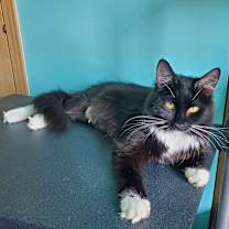 adopt-pet