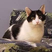 adopt-pet