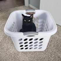 adopt-pet