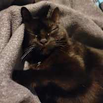 adopt-pet