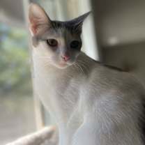 adopt-pet