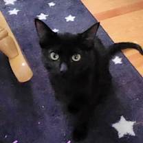 adopt-pet