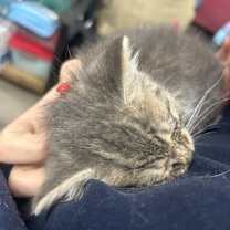 adopt-pet