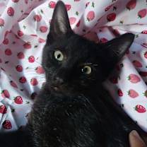 adopt-pet
