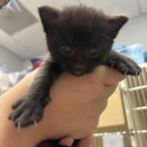 Thumbnail photo of Rich (Mia Kit) #2