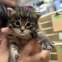 adopt-pet