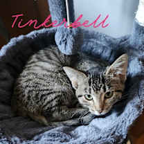 adopt-pet
