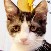 Thumbnail photo of Purrch #1