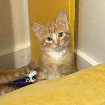 Thumbnail photo of Linguini #4