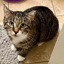 Thumbnail photo of Emmett #1