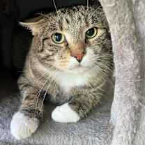 Thumbnail photo of Emmett #2