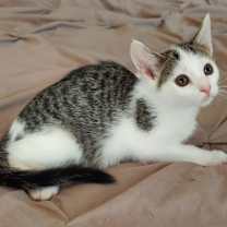 Thumbnail photo of Ice #1