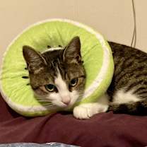 Thumbnail photo of CATAMARAN #4