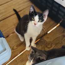 Thumbnail photo of Saturn #1