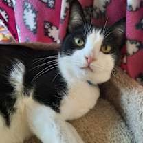 Thumbnail photo of Dexter #2