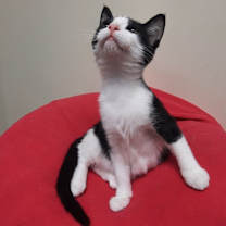 Thumbnail photo of Dexter #3