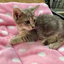 Thumbnail photo of DIVA baby #2