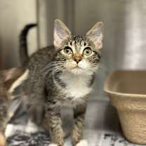 Thumbnail photo of Robin #2