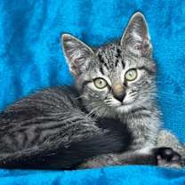 Thumbnail photo of Noah #2