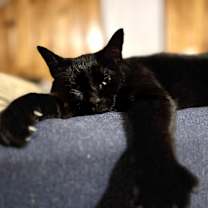 Thumbnail photo of Fenway #2