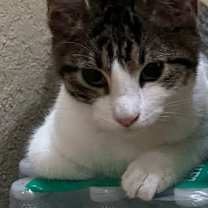 Thumbnail photo of Olly #4