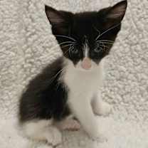 adopt-pet
