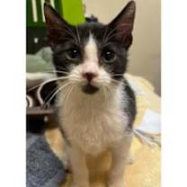 Thumbnail photo of Ginger #1