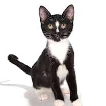 Thumbnail photo of Watson #3