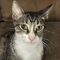 Thumbnail photo of Whiskey #4