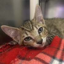 Thumbnail photo of Zedd #1