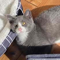 Thumbnail photo of Rico #1