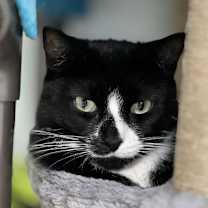 Thumbnail photo of Muffin #3