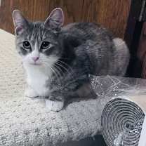 Thumbnail photo of Allison #4