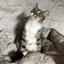 Thumbnail photo of Kuna #1