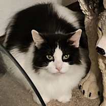 Thumbnail photo of WV - Annie (MCR) #1