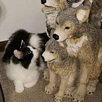 Thumbnail photo of WV - Annie (MCR) #2