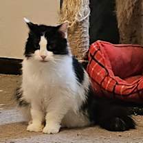 Thumbnail photo of WV - Annie (MCR) #3