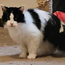 Thumbnail photo of WV - Annie (MCR) #4