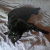 Thumbnail photo of CINDERELLA #1