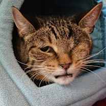 Thumbnail photo of Frodo #1