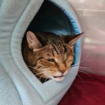 Thumbnail photo of Frodo #3