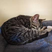 Thumbnail photo of AREN #2