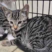 Thumbnail photo of AREN #3