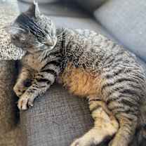 Thumbnail photo of Bo Catan #3