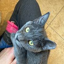 Thumbnail photo of Suki #3