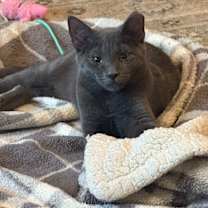 Thumbnail photo of Suki #4