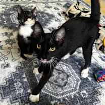 Thumbnail photo of Waddles #1