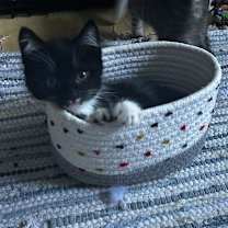 Thumbnail photo of Waddles #2