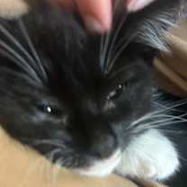 Thumbnail photo of Waddles #3